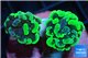 Euphyllia paraancora toxic green 3-5 cm WYSIWYG acclimaté