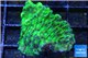 Merulina ampliata neon green 3-4 cm WYSIWYG acclimaté