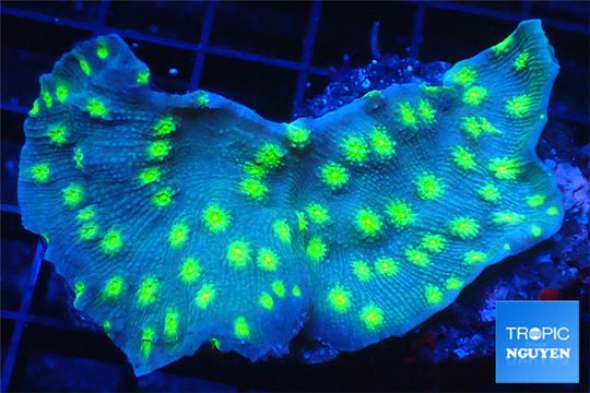 Echinopora lamellosa neon green spot 4-6 cm WYSIWYG acclimaté