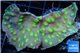 Echinopora lamellosa neon green spot 4-6 cm WYSIWYG acclimaté