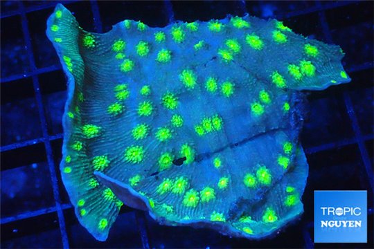 Echinopora lamellosa neon green spot 4-6 cm WYSIWYG acclimaté