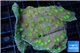 Echinopora lamellosa neon green spot 4-6 cm WYSIWYG acclimaté