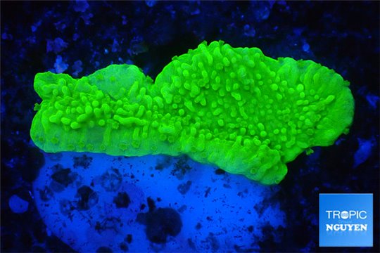 Montipora capricornis green 2-3 cm WYSIWYG acclimaté