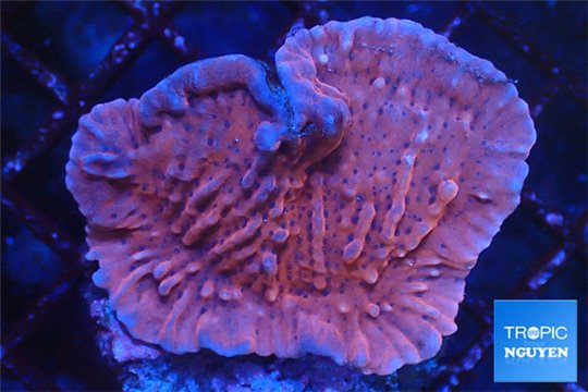 Montipora red & purple polyps 3-4 cm WYSIWYG acclimaté