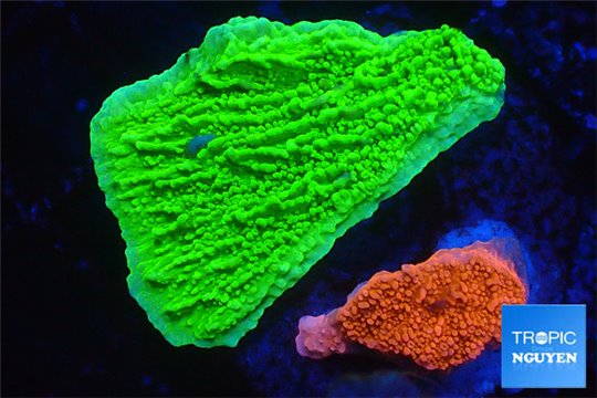 Montipora green & Montipora red 2-4 cm WYSIWYG acclimaté