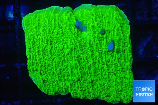 Montipora capricornis green 2-4 cm WYSIWYG acclimaté