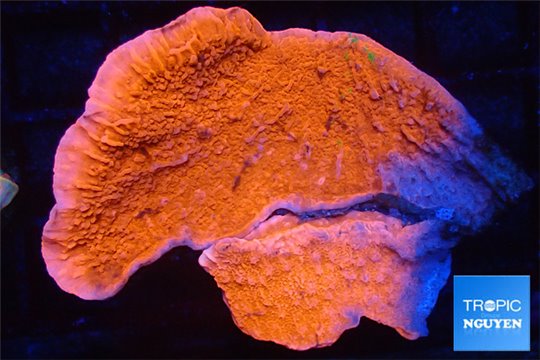 Montipora red 3-4 cm WYSIWYG acclimaté