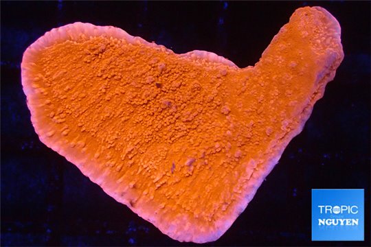 Montipora red 3-4 cm WYSIWYG acclimaté