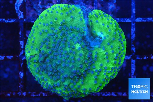 Montipora purple blue polyps 3-4 cm WYSIWYG acclimaté