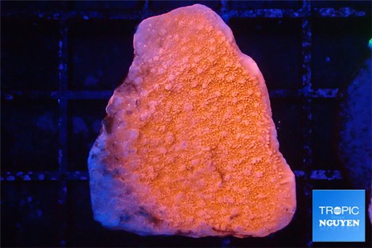 Montipora red 2-3 cm WYSIWYG acclimaté