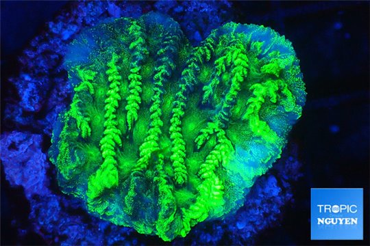 Merulina ampliata neon green 3-4 cm WYSIWYG acclimaté