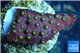 Leptastrea red & yellow polyps 2-4 cm WYSIWYG acclimaté