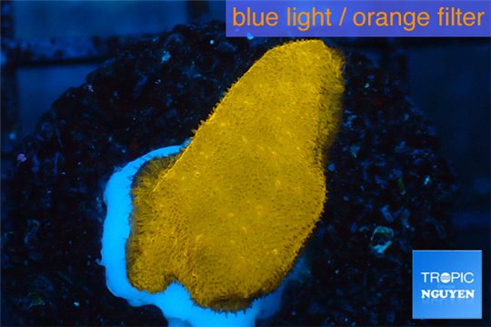 Psammocora orange 1-2 cm WYSIWYG acclimaté