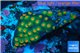 Leptastrea green & orange polyps damaged 2-3 cm WYSIWYG acclimaté