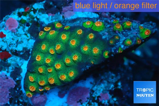 Leptastrea green & orange polyps damaged 2-3 cm WYSIWYG acclimaté