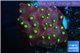 Leptastrea red & yellow polyps 2-4 cm WYSIWYG acclimaté