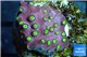 Leptastrea red & yellow polyps 2-4 cm WYSIWYG acclimaté