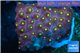 Leptastrea red & yellow polyps 2-4 cm WYSIWYG acclimaté