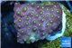 Leptastrea red & yellow polyps 2-4 cm WYSIWYG acclimaté