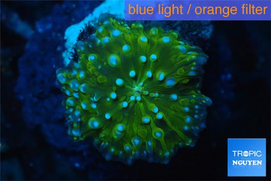 Discosoma green & blue spot 1 polyp WYSIWYG acclimaté