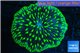 Fungia purple green long polyps 3-5 cm WYSIWYG acclimaté