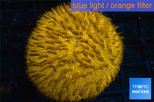 Fungia orange 3-5 cm WYSIWYG acclimaté