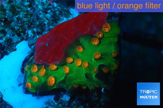 Leptastrea green & orange polyps 2-3 cm WYSIWYG acclimaté