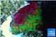 Leptastrea green & orange polyps 2-3 cm WYSIWYG acclimaté