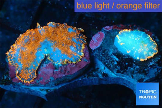 Rhodactis red blue superman 1 polyp WYSIWYG acclimaté