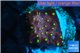 Leptastrea red & yellow polyps 2-4 cm WYSIWYG acclimaté