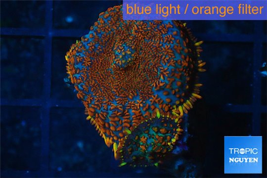 Rhodactis red blue superman 2 polyps WYSIWYG acclimaté