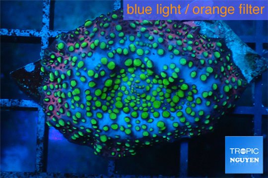 Discosoma tricolor premium 1 polyp WYSIWYG acclimaté