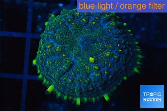 Rhodactis green blue & golden tips 1 polyp WYSIWYG acclimaté