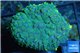 Rhodactis green blue & golden tips 1 polyp WYSIWYG acclimaté