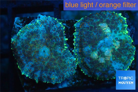 Rhodactis purple blue & golden tips 2 polyps WYSIWYG acclimaté