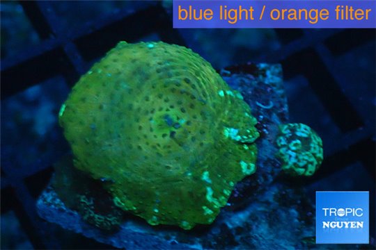 Discosoma green & blue stripe 1 polyp WYSIWYG acclimaté