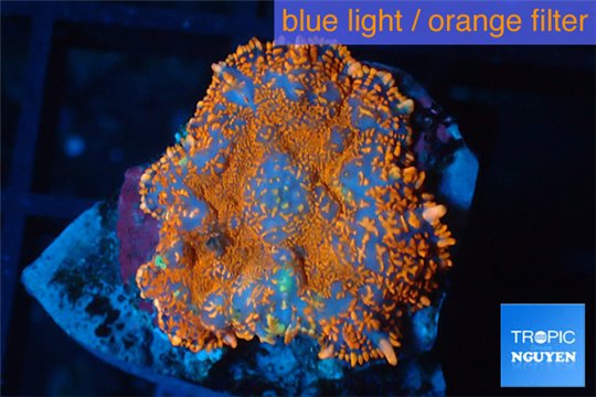 Rhodactis red blue superman 1 polyp WYSIWYG acclimaté