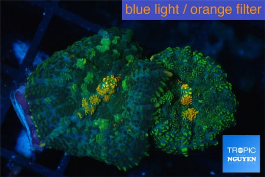 Rhodactis green & orange eyes 2 polyps WYSIWYG acclimaté