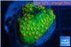 Leptastrea green & orange polyps 2-4 cm WYSIWYG acclimaté