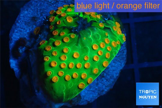 Leptastrea green & orange polyps 2-4 cm WYSIWYG acclimaté