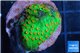 Leptastrea green & orange polyps 2-4 cm WYSIWYG acclimaté