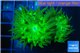 Duncanopsammia neon green 2 polyps WYSIWYG acclimaté