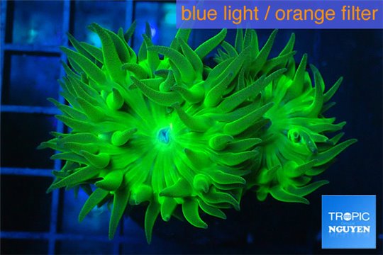 Duncanopsammia neon green 2 polyps WYSIWYG acclimaté