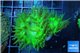 Duncanopsammia neon green 2 polyps WYSIWYG acclimaté