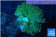 Ricordea yuma green 1 polyp WYSIWYG acclimaté