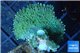 Ricordea yuma green 1 polyp WYSIWYG acclimaté