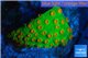 Leptastrea green & orange polyps 2-4 cm WYSIWYG acclimaté