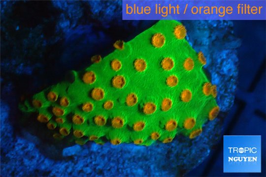 Leptastrea green & orange polyps 2-4 cm WYSIWYG acclimaté