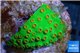 Leptastrea green & orange polyps 2-4 cm WYSIWYG acclimaté