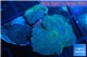 Discosoma neon blue avatar 3 polyps WYSIWYG acclimaté